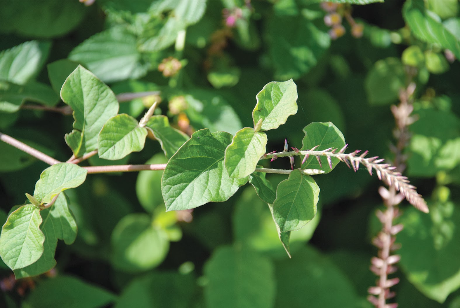 Achyranthes aspera